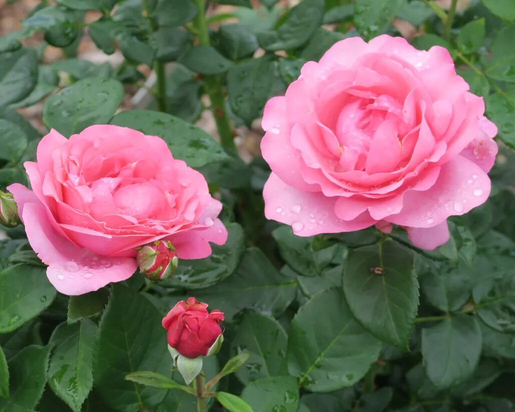 Rose desire. Гудини (чайно-гибридные). Rose desire. Rose desire. Гудини (чайно-гибридные).