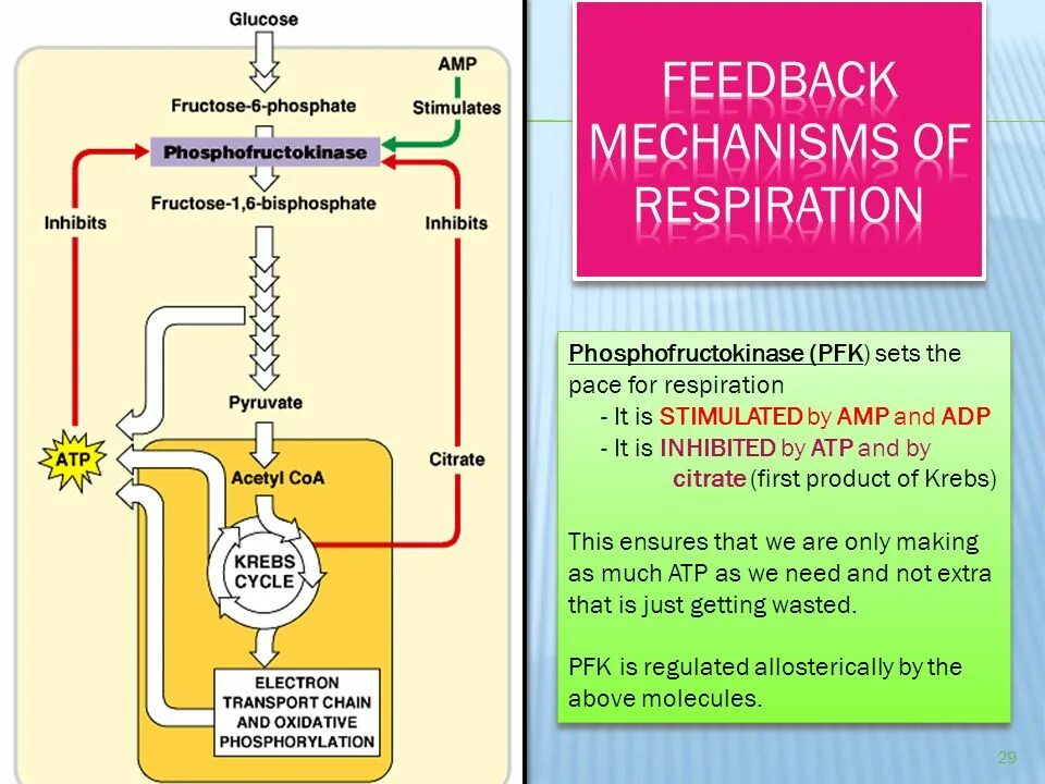 Amp citrate. Цитрат железа. Цитрат железа 3. Regulation of External respiration.