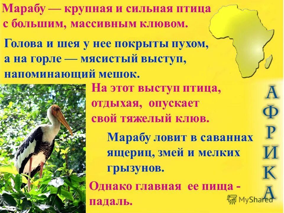 водоплавающие птицы африки. марабу где обитает на каком материке. марабу арт. птица которая живёт только в африке. птицы африканской саванны.