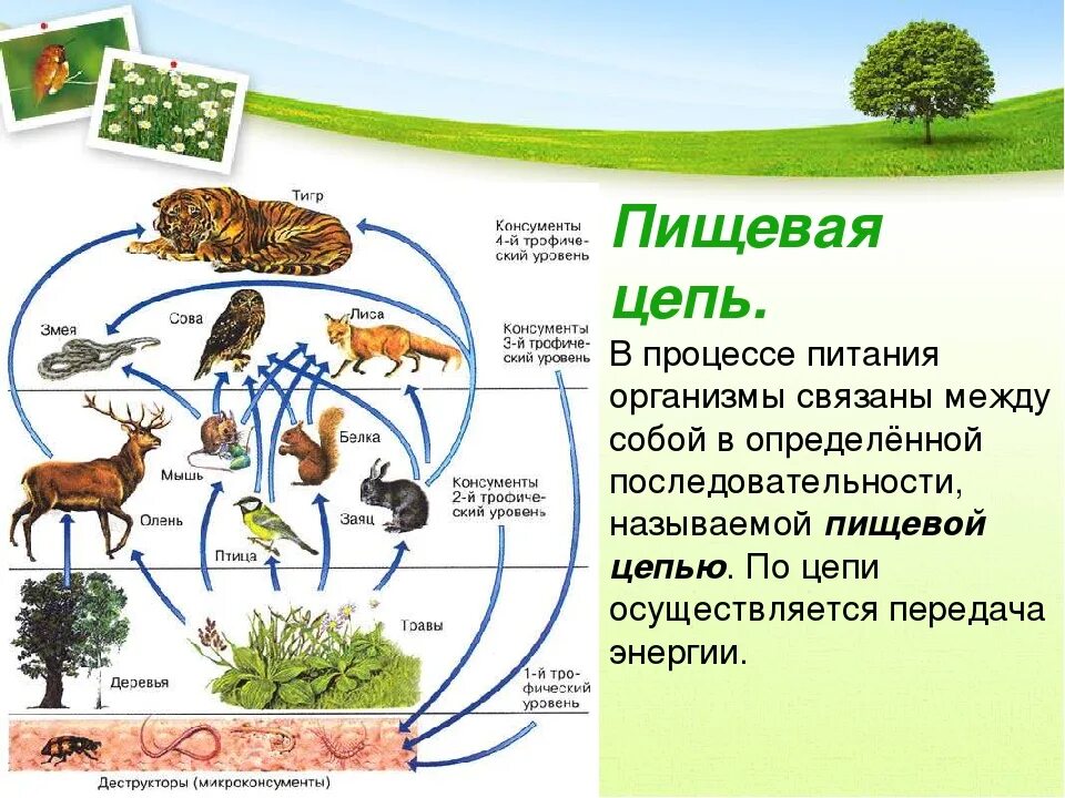 Составить пищевую цепь сообщества. Структура пищевой Цепочки:. Биология биология цепь питания 5 класс. Цепь живых организмов цепь питания живых организмов. Пищевые связи 5 класс биология.