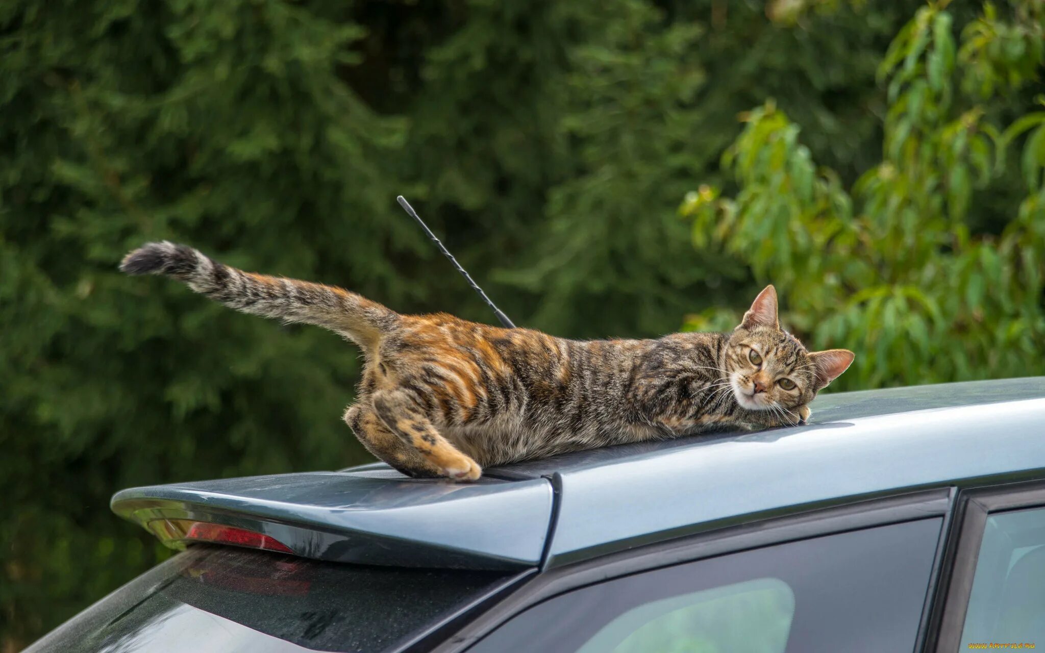 Кошка в машине. Кошачий автомобиль. Кошка на капоте. Кошка на капоте машины.