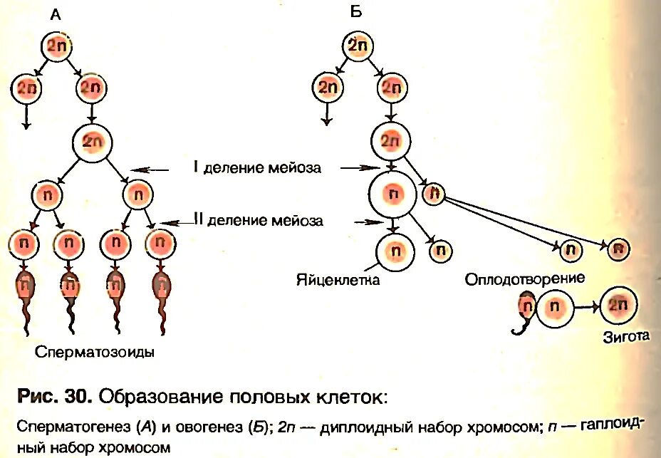 Половые клетки формируются в результате. Сперматогенез хромосомный набор. Овогенез набор хромосом. Сперматогенез набор хромосом. Овогенез и сперматогенез хромосомный набор.