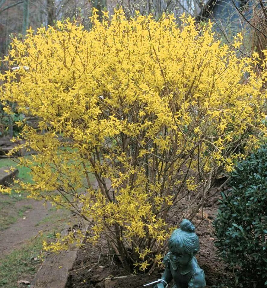 Форзиция линвуд описание. Форзиция промежуточная линвуд. линвуд кустарник форзиция. форзиция промежуточная линвуд голд. форзиция промежуточная &quot;lynwood gold&quot;.