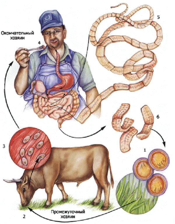 Паразитические черви бычий цепень. Бычий цепень основной хозяин и промежуточный. Черви паразиты бычий цепень.