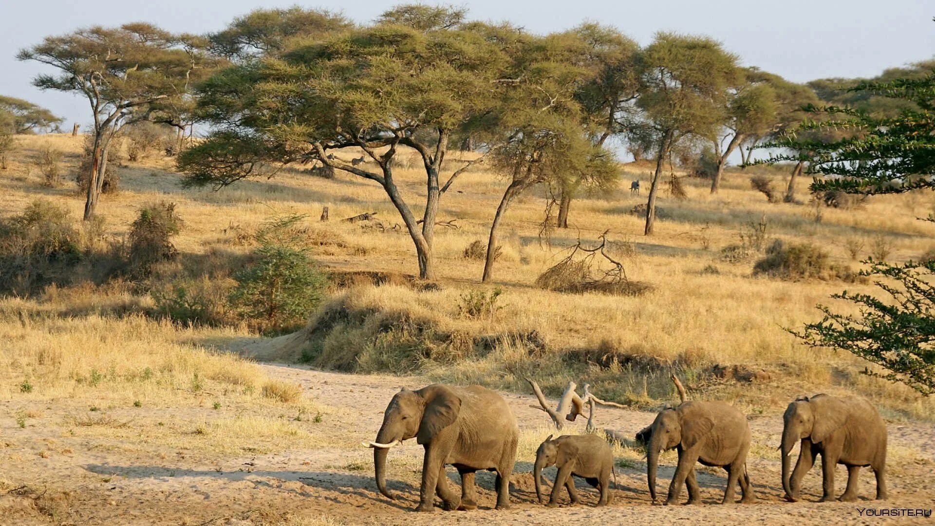 Особенности страны танзания. Тарангире национальный парк. Национальный парк Серенгети Танзания. Национальный парк Тарангире в Танзании. Заповедник Серенгети в Африке.