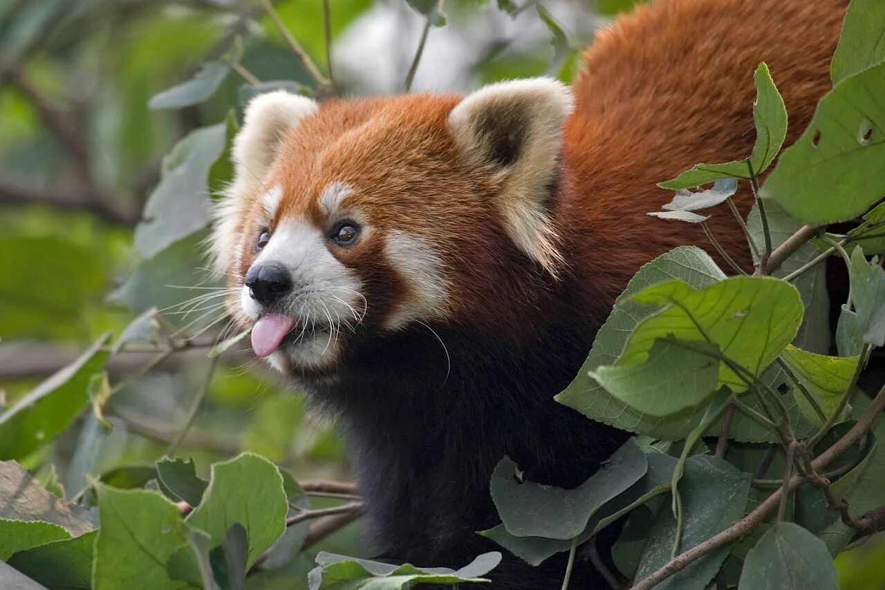 Какие звери самые лучшие. Ailurus Fulgens Red Panda. Малая (красная, рыжая, енотовидная) Панда. Малая Панда (Ailurus Fulgens. Енотовидная Панда.