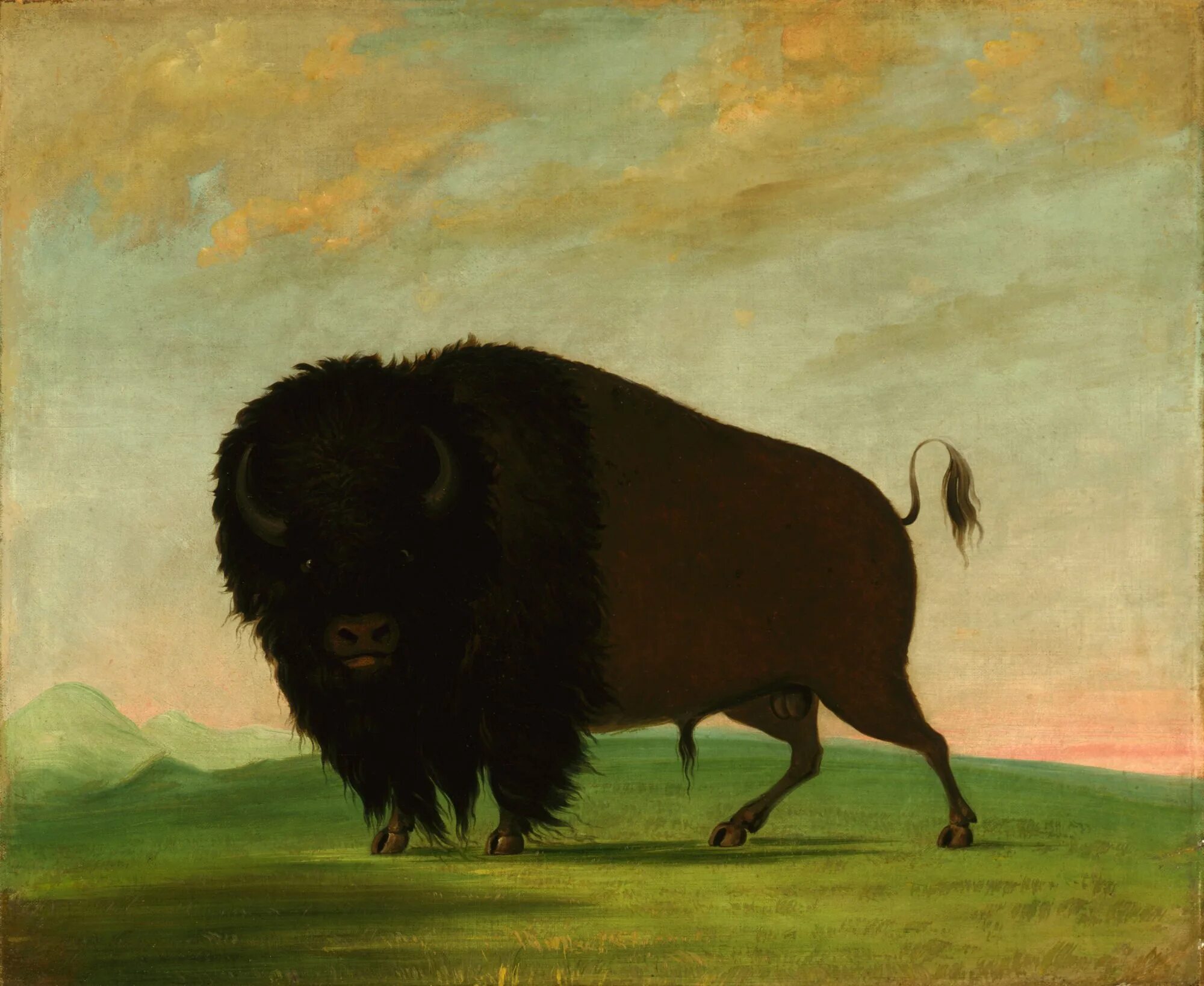 Бизоны в Северной Америке живопись. Джордж Кэтлин индейцы. Бык Бизон буйвол ЗУБР. Бизоны и индейцы.