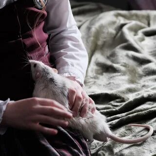 Мыши во сне к чему снится женщине