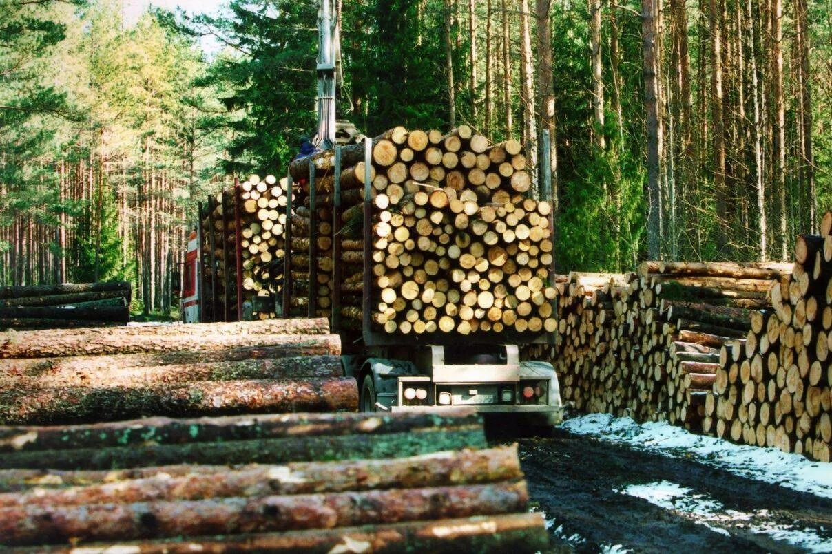 Использование лесов в сельском хозяйстве