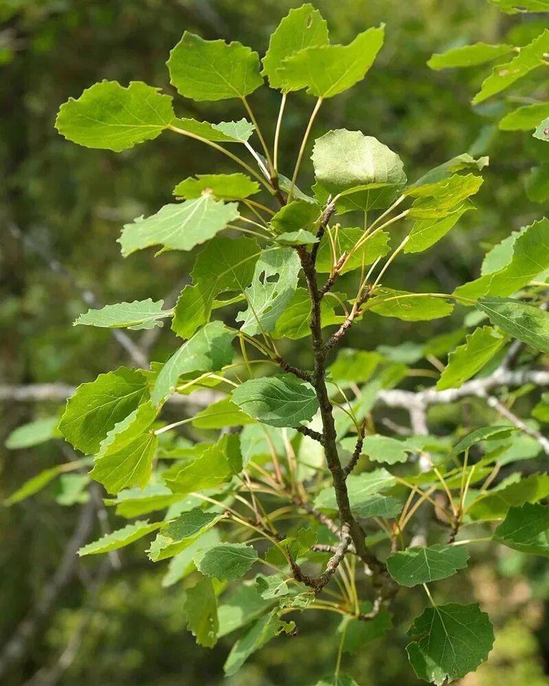 Осина (Populus tremula). Тополь дрожащий (Populus tremula). Осина Сибирская. Тополь дрожащий осина. Осина тип дерева