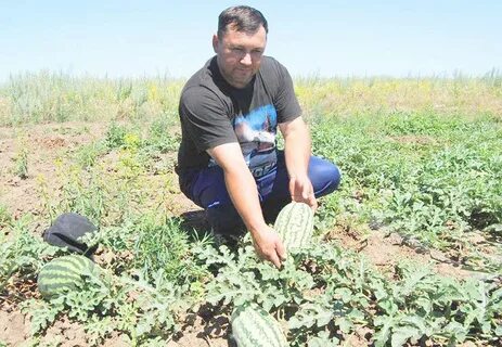 Погода вишневка волгоградская область