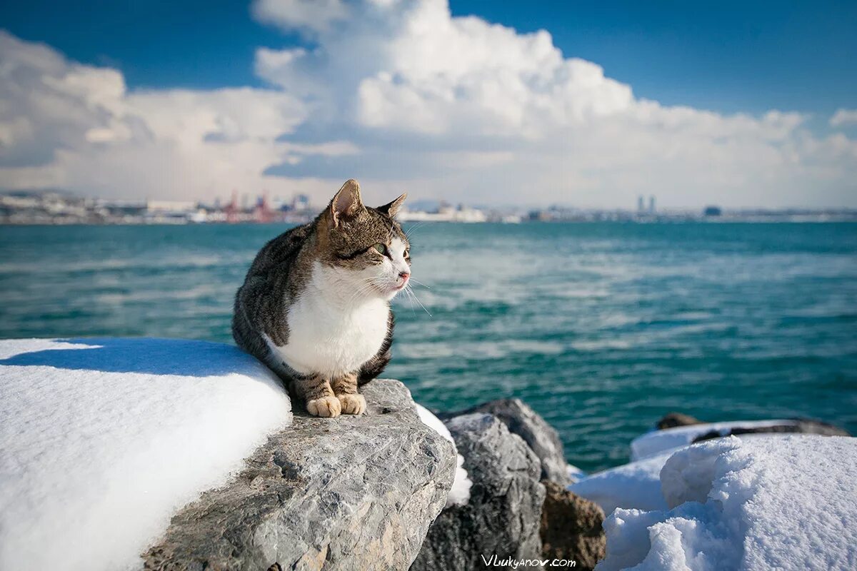 Город кошек в турции. Коты в турции. Анатолийская кошка. Коты в турции. Стамбул город кошек.