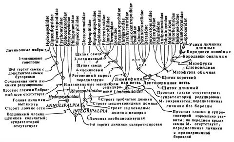 Филогенетическое дерево растений