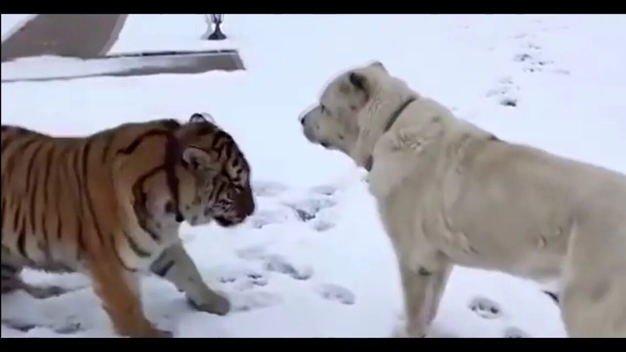 Лев против тигра против леопарда. Пума напала на собаку в подмосковье. Тигр нападает на собаку. Тигры дерутся. Тигр нападает на собаку.