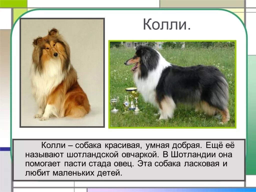 Собак 2 класс. Колли собака. рассказы отпародах собак. рассказ о породе собак. колли описание.