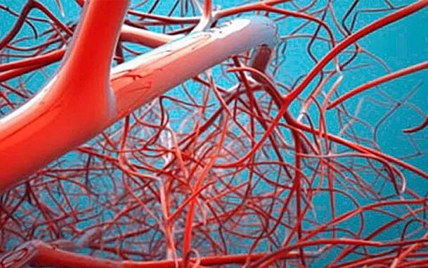 Как выглядят сосуды фото Human Capillaries Dead body was infused with plastic and t. Flickr