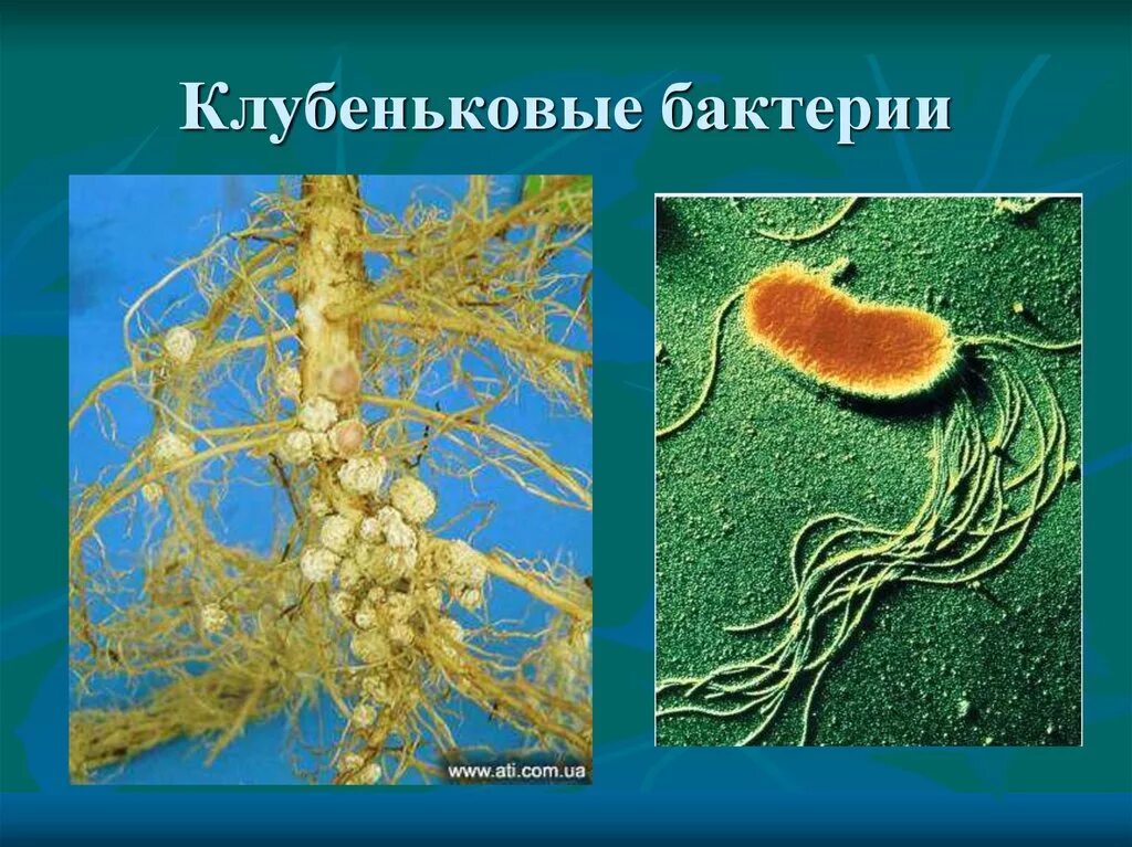 Пример симбиоза бактерий. Клубеньковые и почвенные бактерии. Клубеньковые бактерии бактерии. Клубеньковые азотфиксирующие бактерии. Бактерии - симбионты (клубеньковые бактерии)..