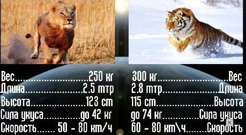 Сравнение Льва и тигра. Сравнение размеров тигра и Льва. Вес тигра и Льва кто крупнее. Размеры тигра и Льва. Лев сколько кг