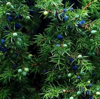 Skin plants