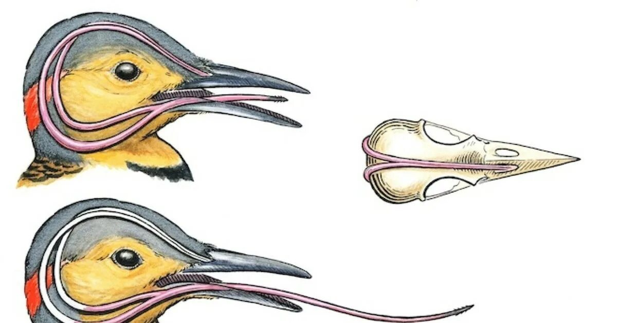 Строение клюва дятла. Строение языка у Дятлов. Язык дятла обернут вокруг черепа. Строение языка дятла. Лоб лбы клюв клювы
