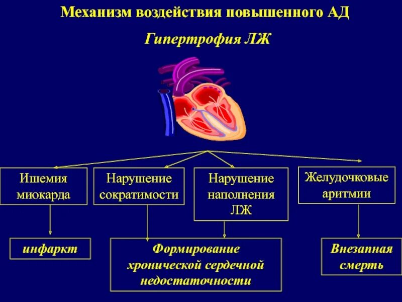 Механизм гипертрофии левого желудочка при артериальной гипертензии. Механизмы развития гипертонической болезни сердца. Патогенез гипертрофии левого желудочка при артериальной гипертензии. Гипертрофия сердца при артериальной гипертензии патогенез.