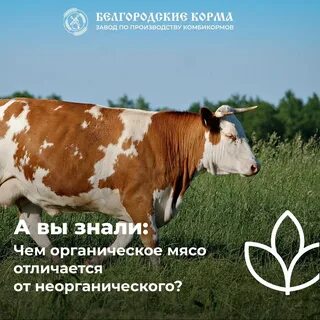 За сколько продают коров