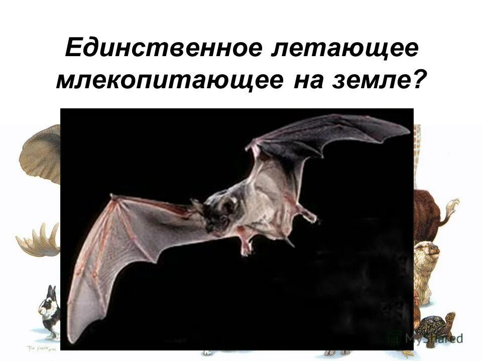 Представители летающих млекопитающих. Летающие млекопитающие. летающие млекопитающие представители. летающие млекопитающие презентация. признаки летающих млекопитающих.