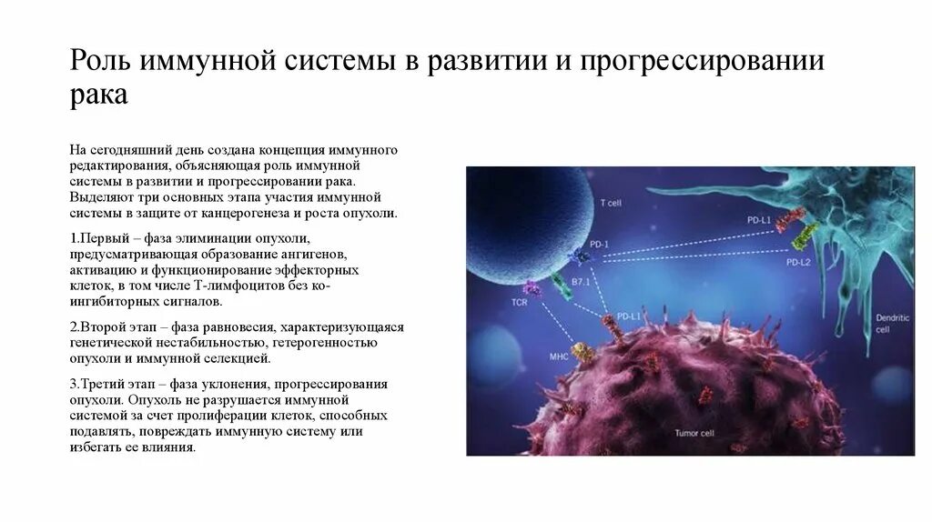 Рост иммунных клеток. Клетки иммунной системы. Развитие клеток иммунной системы. Опухоли иммунной системы. Процесс развития злокачественной опухоли.