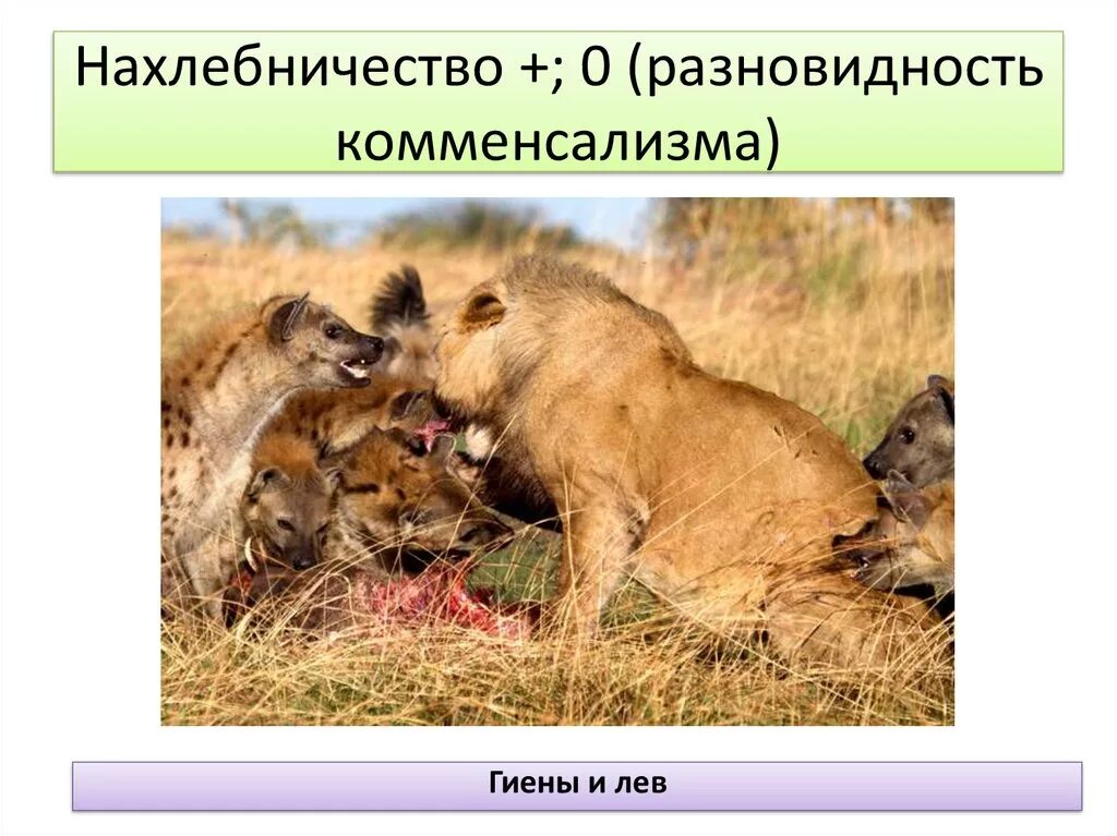 Отношения между львами и гиенами. Тип взаимоотношения нахлебничество. Комменсализм нахлебничество. Львы и гиены Тип взаимоотношений.
