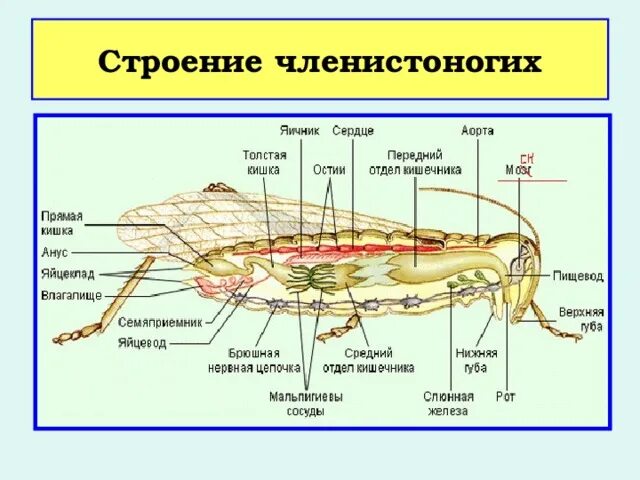 Внешнее и внутреннее строение членистоногих 7. Строение членистоногих 7 класс биология. Внутреннее строение моллюсков и членистоногих. Внутреннее строение членистоногих. Членистоногие тело разделено на