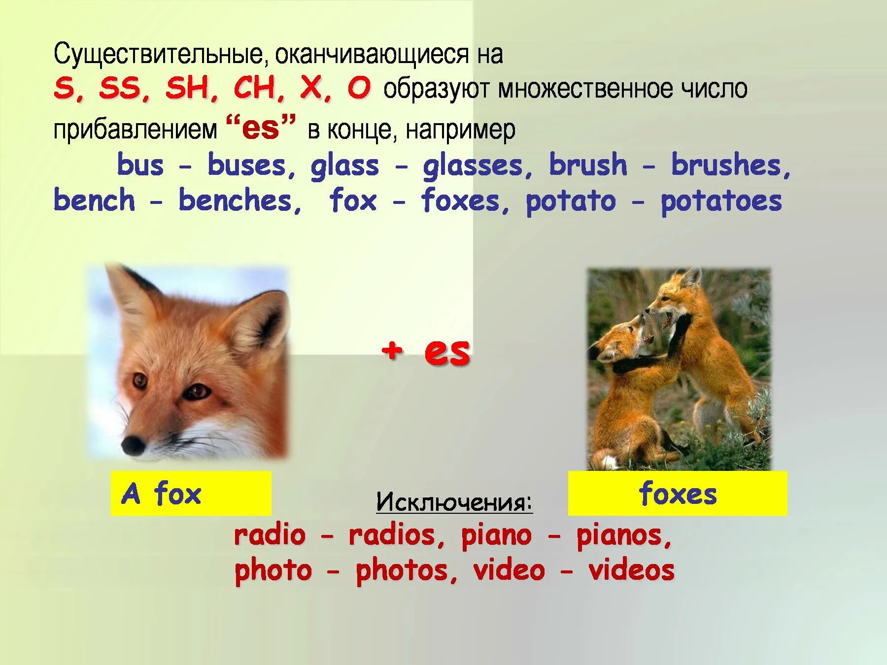 Pen во множественном. Fox во множественном числе на английском. Лиса во множественном числе на английском языке. Fox множественное число в английском языке. Лисы во множественном числе на английском.