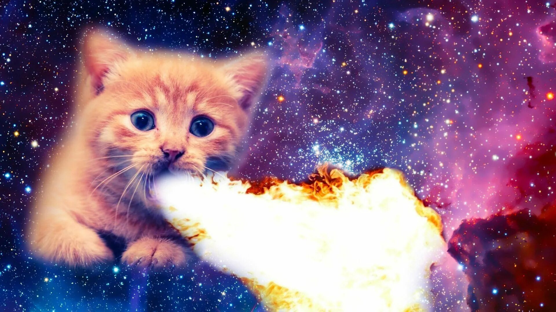 Смешные обои с котами. Спейс Кэт. Кот в космосе. Кот на фоне космоса. Котенок в космосе.