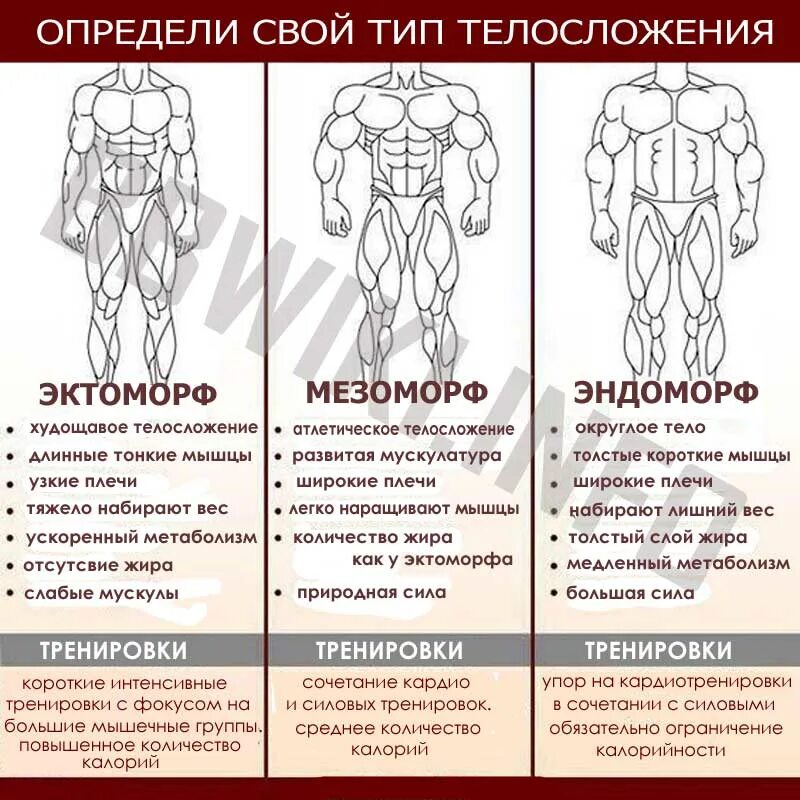 Программа мышцы. Эктоморф мезоморф и эндоморф. Типы тела эктоморф мезоморф эндоморф. Типы телосложения у мужчин мезоморф. Эктоморф мезоморф эндоморф таблица.