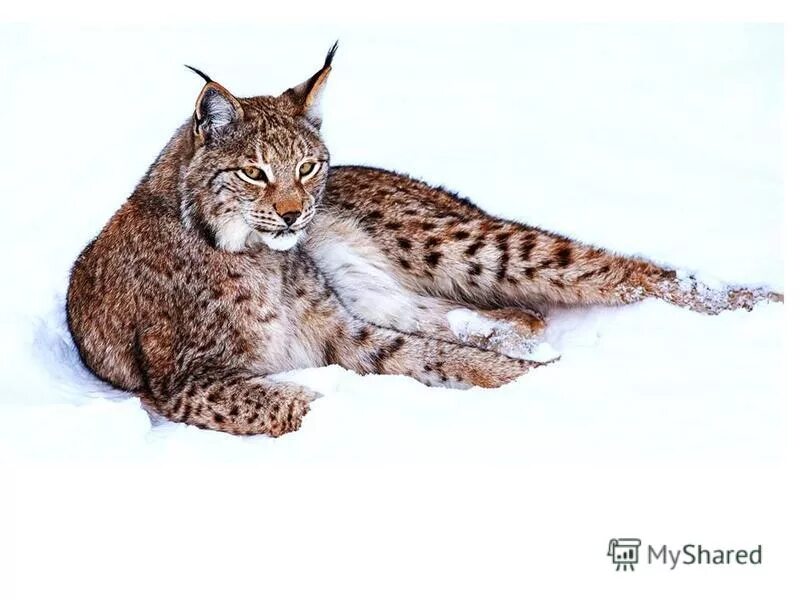 сонник снится рысь. сонник снится рысь. среднеазиатская рысь. сонник снится рысь. сибирская рысь.