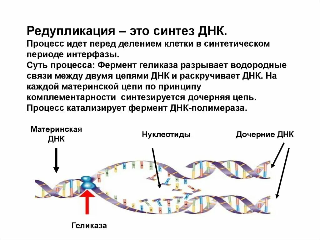 Днк в какое время. Схема процесса редупликации ДНК. Ферменты редупликации ДНК. Репликация и редупликация. Ферменты процесса редупликации ДНК.