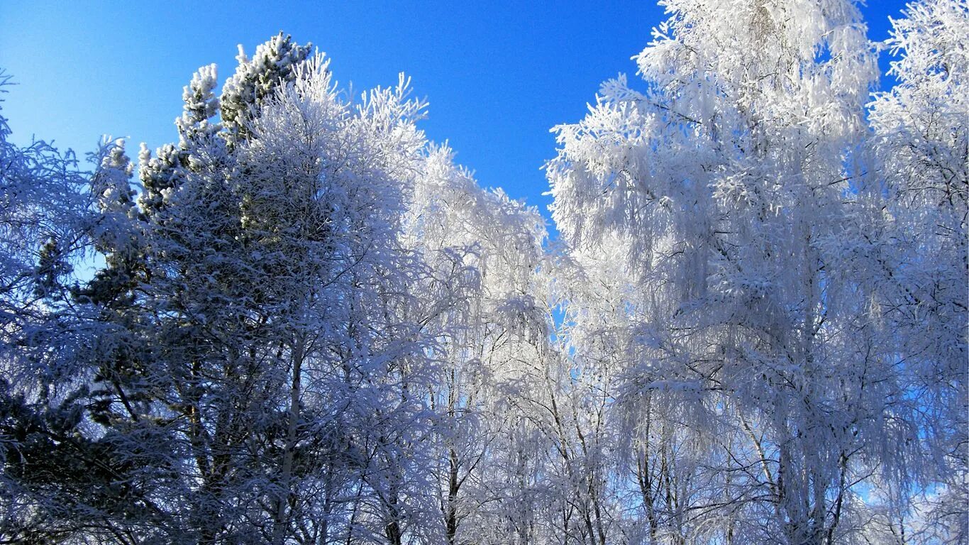 То зимы до зимы