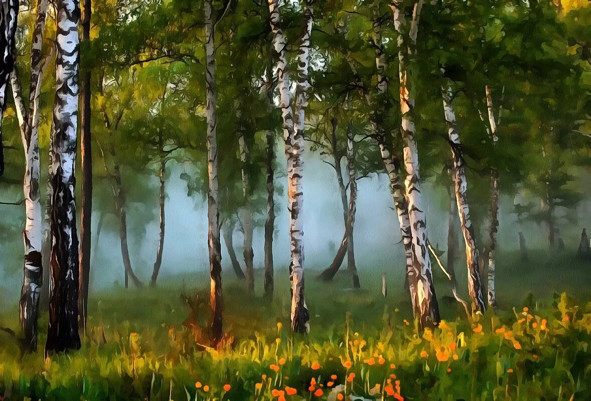 черемуха березовая роща. берёзовые рощи россии. закат в лесу летом. цветущая черемуха поляна в лесу в мае. утро в березовой роще.