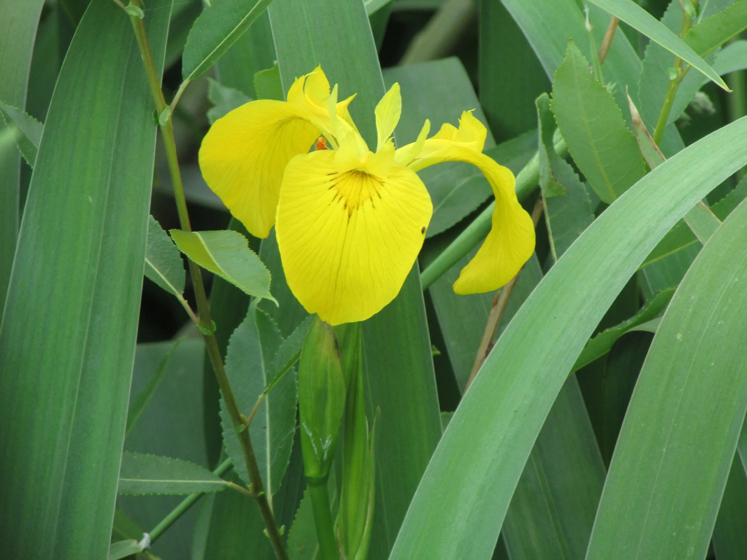 Ирис болотный фото. Ирис болотный Вариегата. Ирис ложноаировый Вариегата. Ирис ложноаировый, желтый. Ирис ложноаировый Iris pseudacorus.