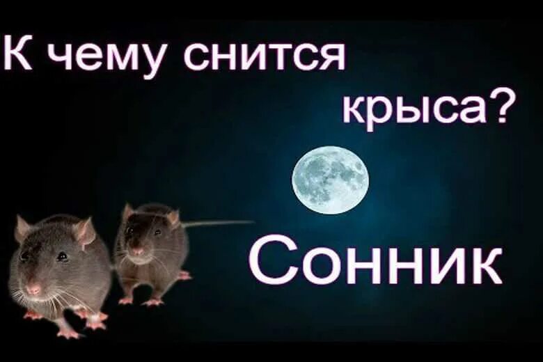 Сон белые крысы к чему снится женщине. К чему снятся крысы. К чему снится снятся крысы. Сонник приснилась крыса. К чему снится крыса женщине.