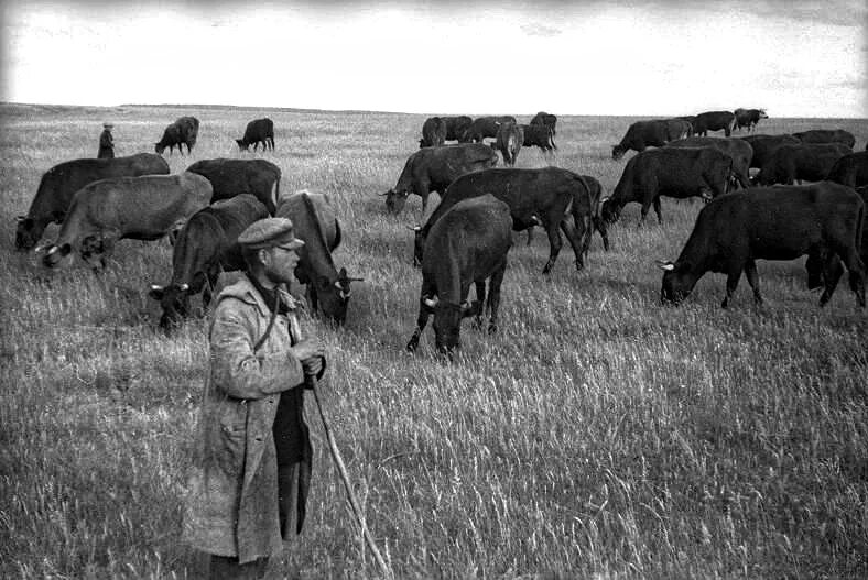 Пастух 19 века. Хозяйство киевской руси. Крестьянин скотовод. Крестьянин скотовод. Первые земледельцы.