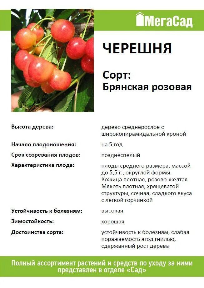 Черешня ипуть описание сорта опылители морозостойкость. Черешня ревна брянская розовая. брянская черешня описание. черешня ипуть опылители брянская розовая.