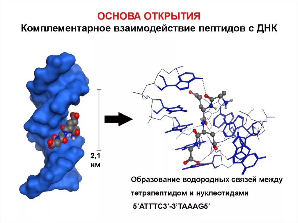 ДНК пептид. Пептидная связь в ДНК. Взаимодействие пептидов. Образование пептидов.