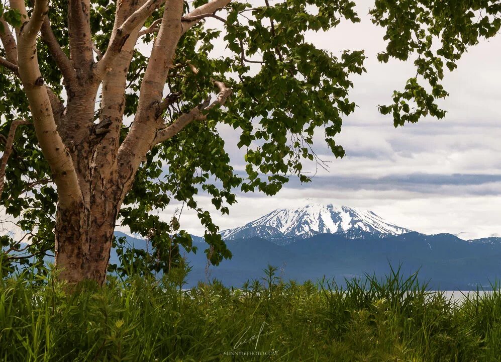 Деревья Петропавловск-Камчатский. Каменная береза Камчатка. Камчатка природа деревья. Уникальные деревья Камчатки. Березка 6 букв