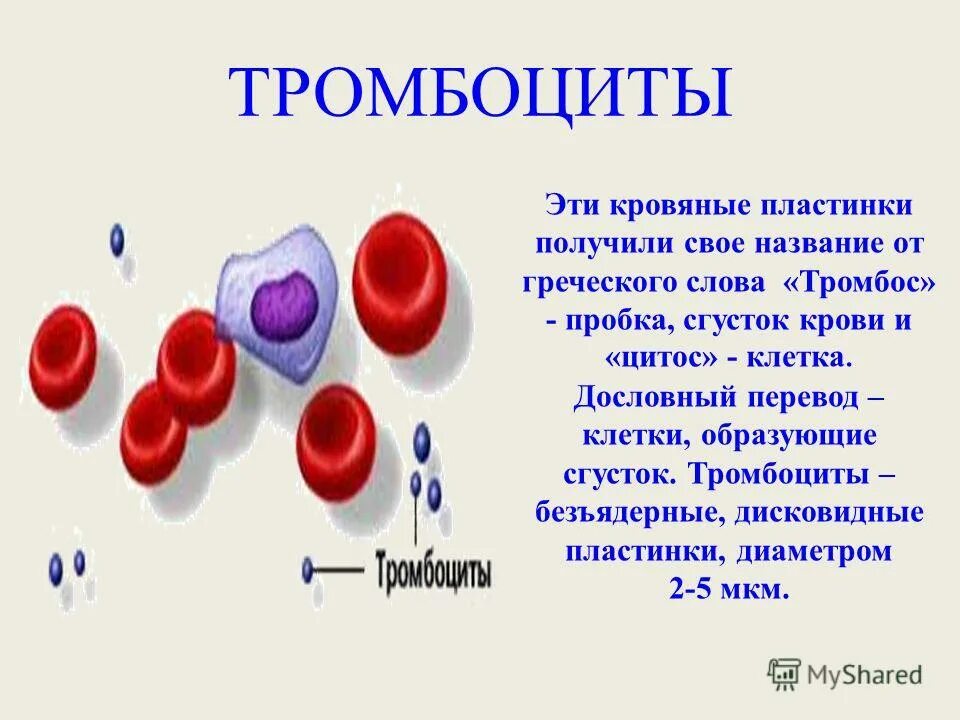 Форменные элементы крови птицы. Безъядерные форменные элементы крови. Кровь и ее элементы.