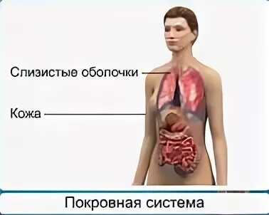 Система покровных органов человека функции. Система покровных органов органы. Покровная система. Покровная система организма. Покровная система человека состоит из.