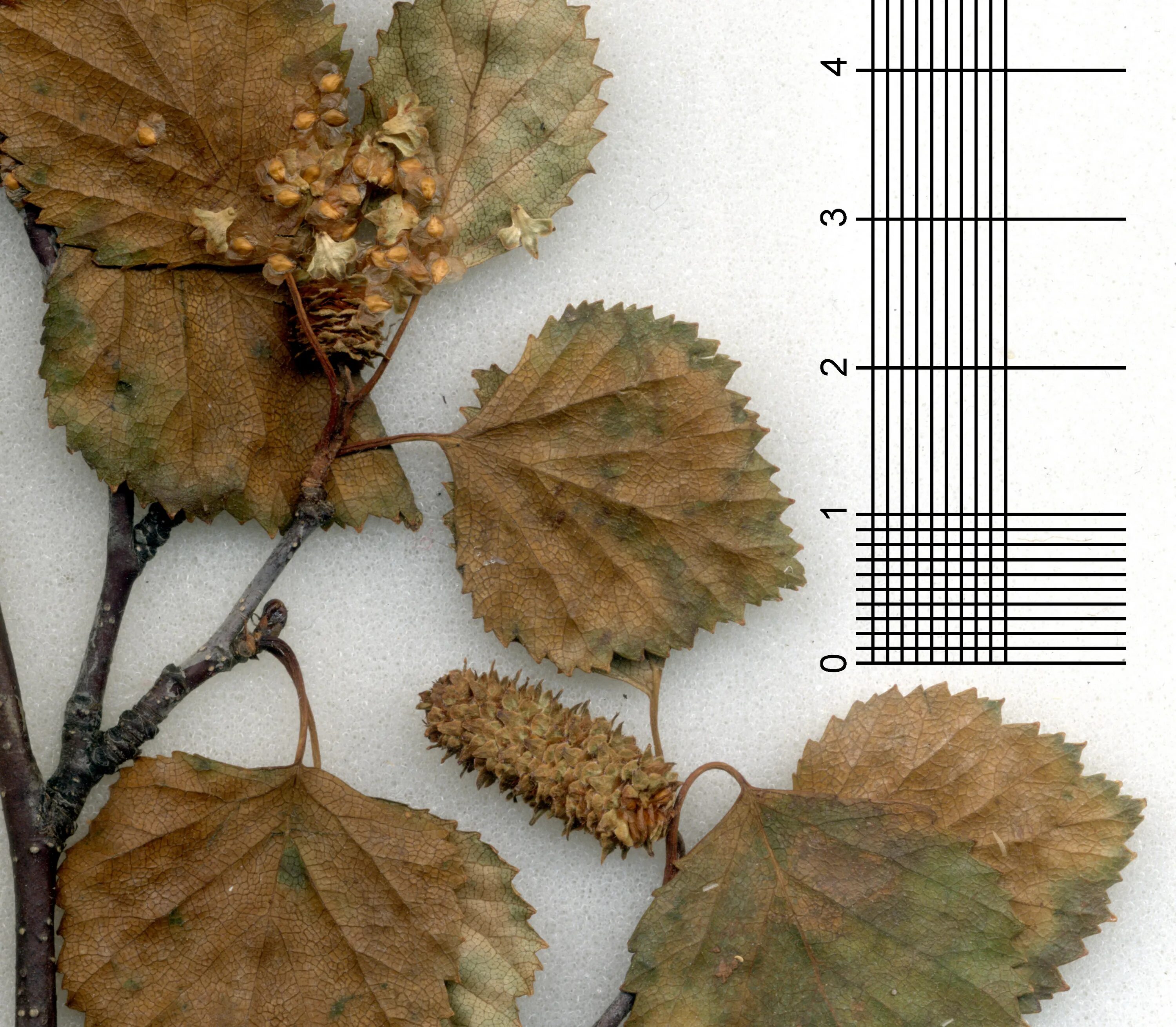 Семена березки. Береза повислая плод. Betula pubescens гербарий. Береза повислая гербарий. Betula pubescens листья.