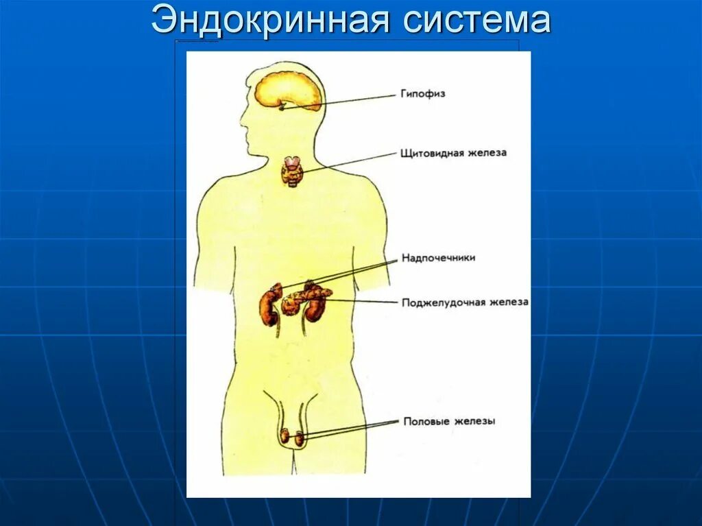 Система желёз внутренней секреции. Эндокринная система строение желез внутренней секреции. Эндокринная система атлас. Эндокринные железы человека строение. Рисунок эндокринной системы человека