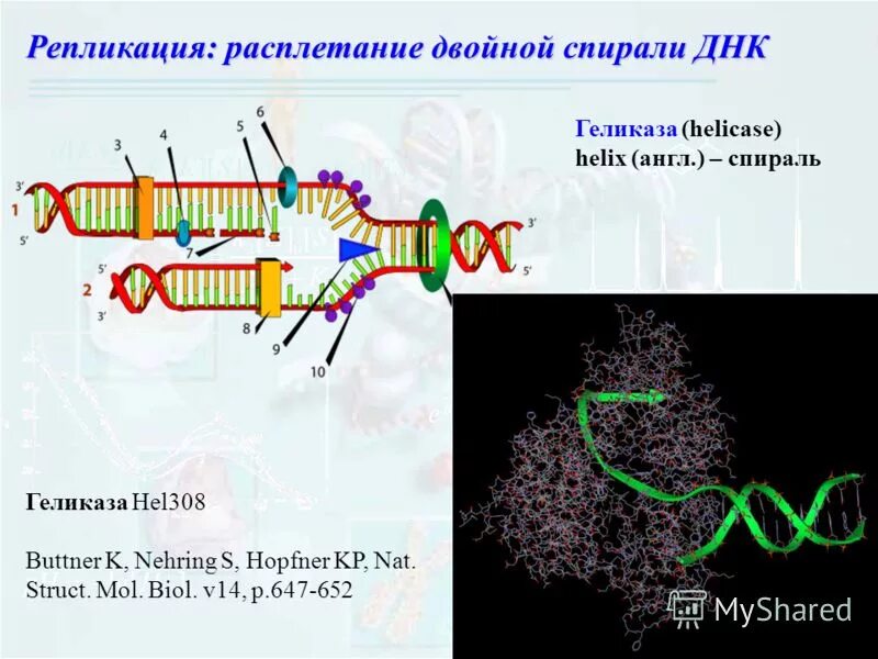 Тест репликации