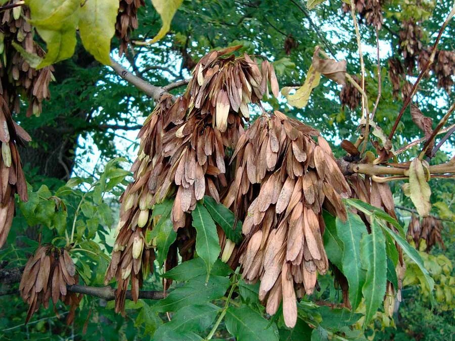 Крылатка растение. Ясень обыкновенный Fraxinus Excelsior. Ясень обыкновенный Крылатки. Ясень шерстистый ясень Зибольда. Ясень обыкновенный Fraxinus Excelsior семена.