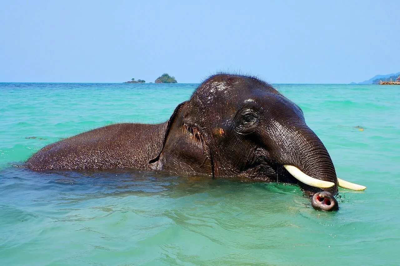 Elephant swim. Слоненок на море. Слоны в море. Слон купается в море. Шри Ланка животные.